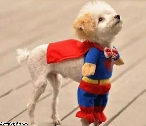 I Am The Super Dog