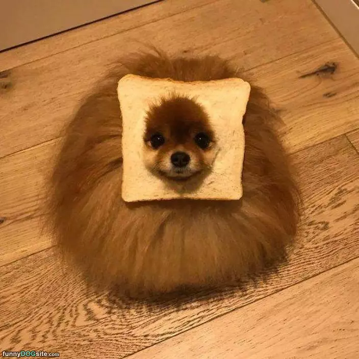 An In Bread Dog