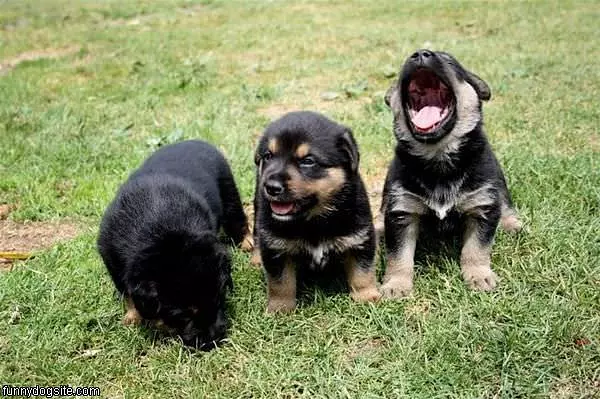 3 Littel Puppies