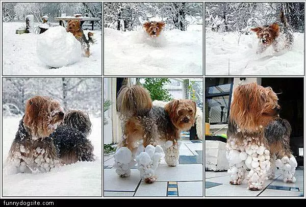 The Snow Ball Dog
