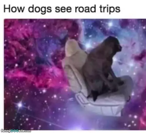 How Dogs See Roadtrips