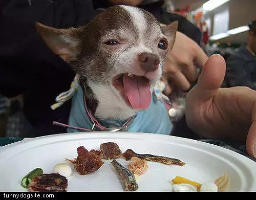 Bacon Dog