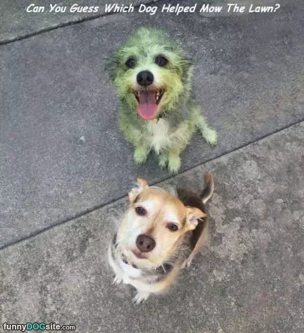 Which Dog Mowed The Lawn