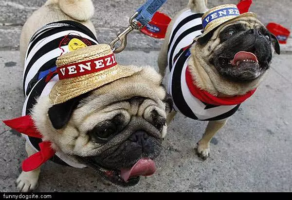 Funny Dog Hats