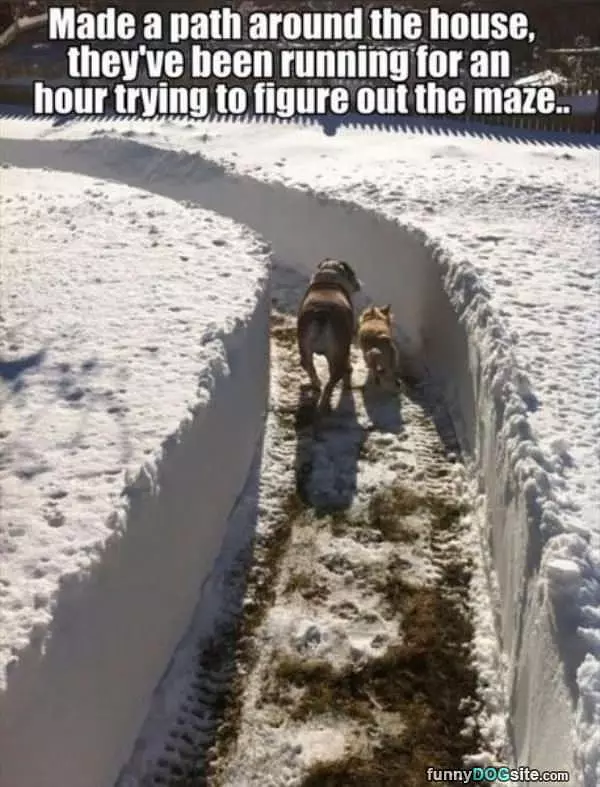The Dog Maze