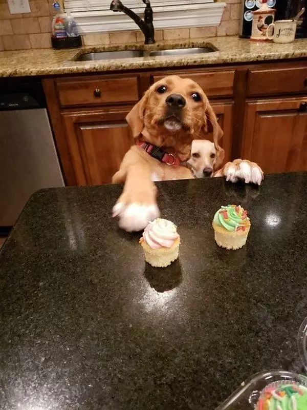 I Want A Cupcake