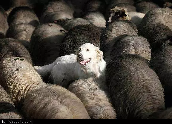 Dog In The Sheep