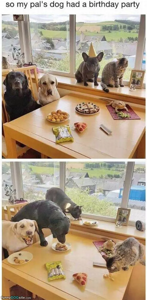 Dog Having A Birthday Party