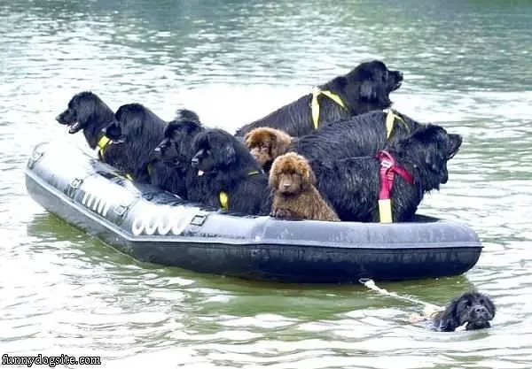 The Dog Boat