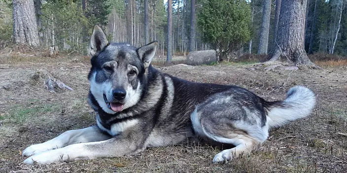 Swedish Vallhund in woods