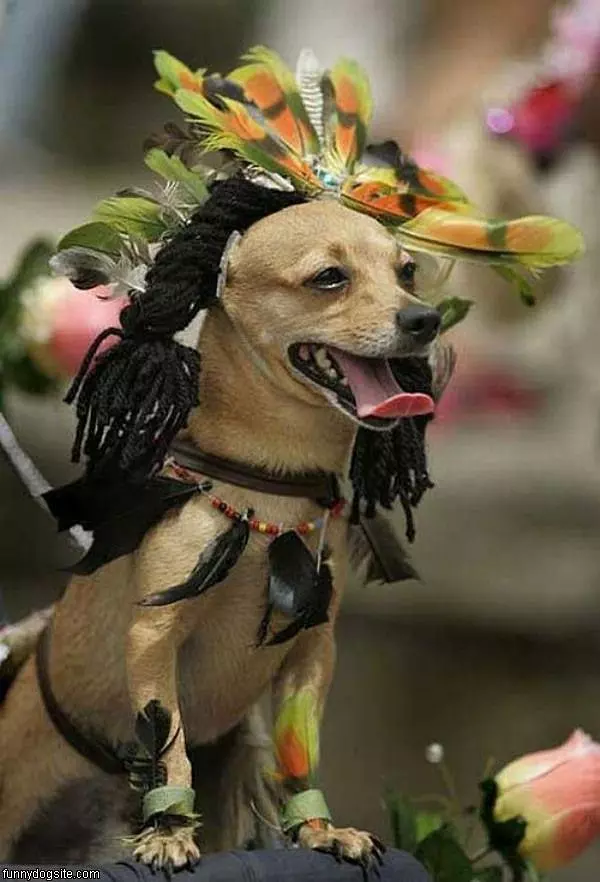 Nice Dog Costume
