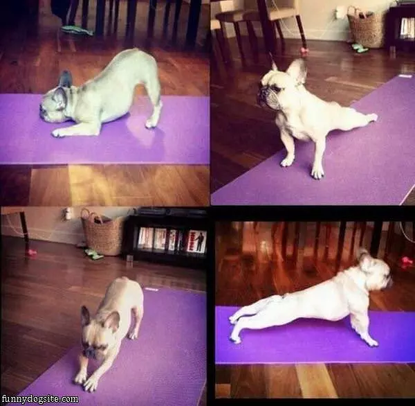 Fun Dog Yoga Class