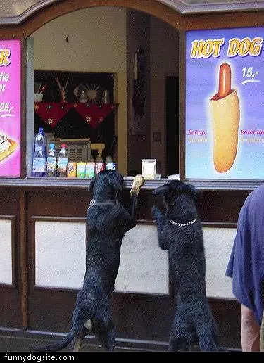 Two Dogs At Vending Stand