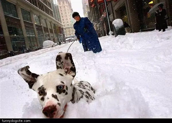 Dog Buryed In Snow