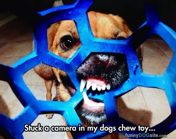 Chew Toy Camera