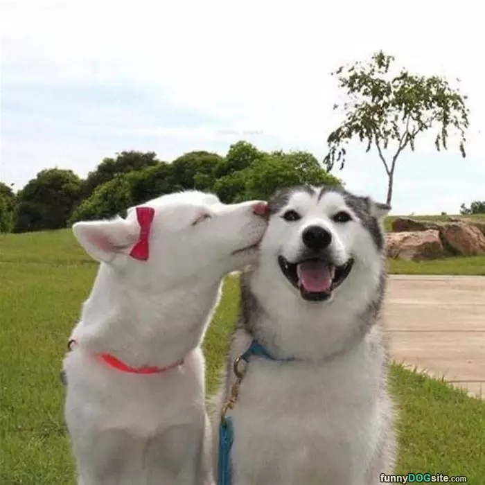 Gave A Kiss