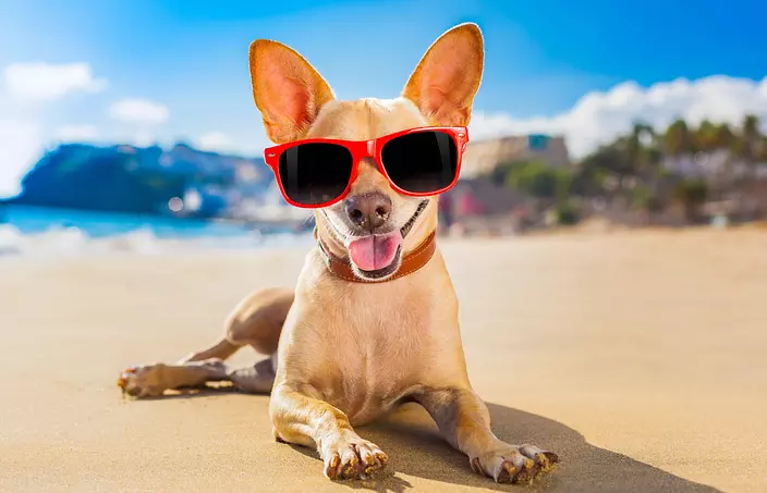 Funny Chihuahua on the beach
