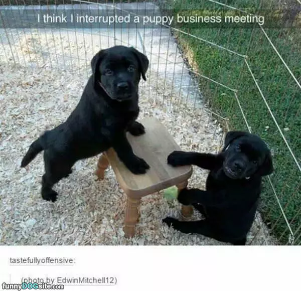A Puppy Business Meeting