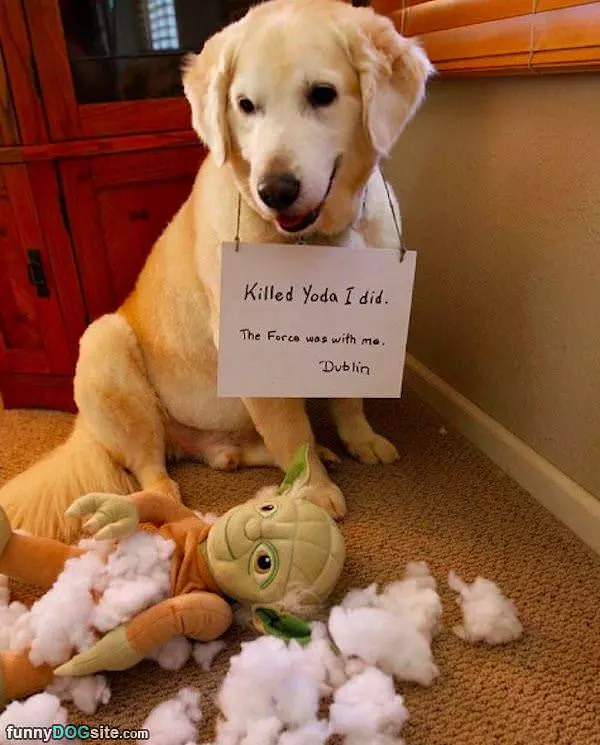 Killed Yoda