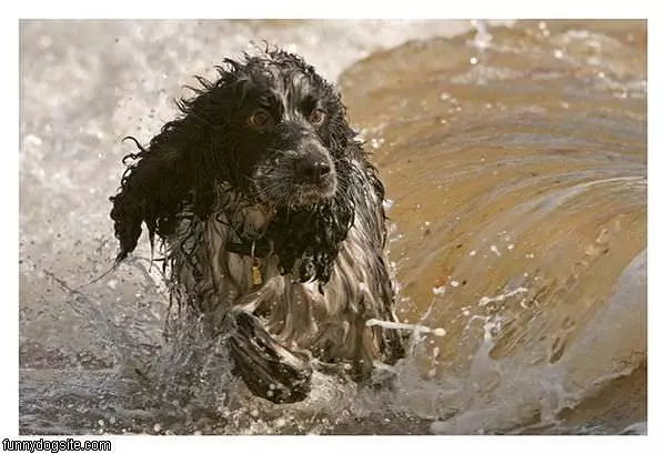Wet Running Dog