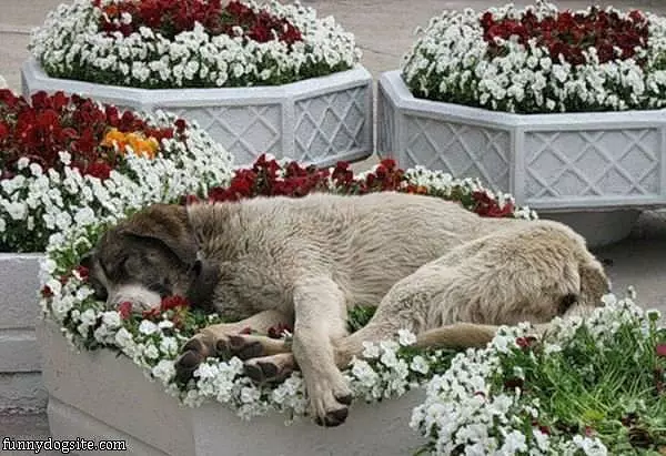 Sleeping On The Flowers