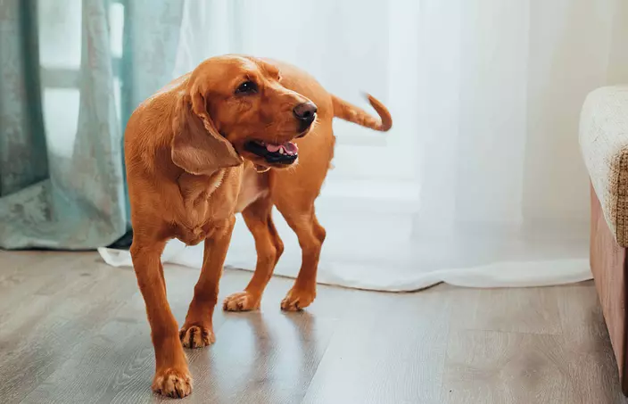 Brown Redbone Coonhound