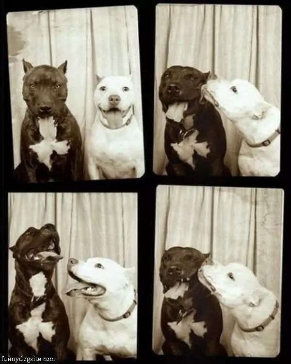 Photo Booths Dogs