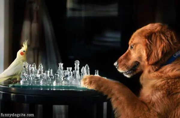 Playing Some Chess