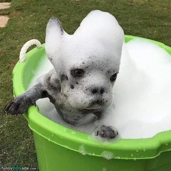 Soapy Dog