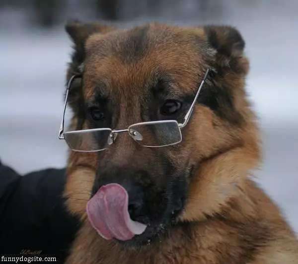 Very Smart Dog