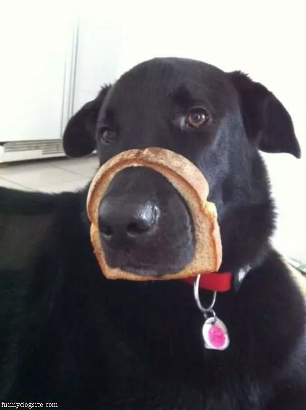 Bread Face Dog
