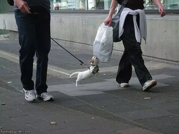 Dog Wants Bag