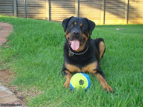 Bullet Wants To Play Ball
