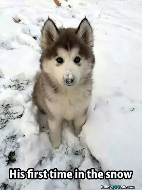 First Time In The Snow
