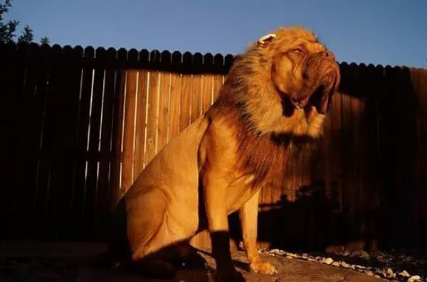 I Am The Lion Dog