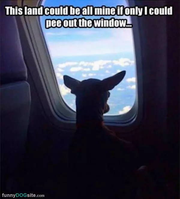 Pee Out The Window