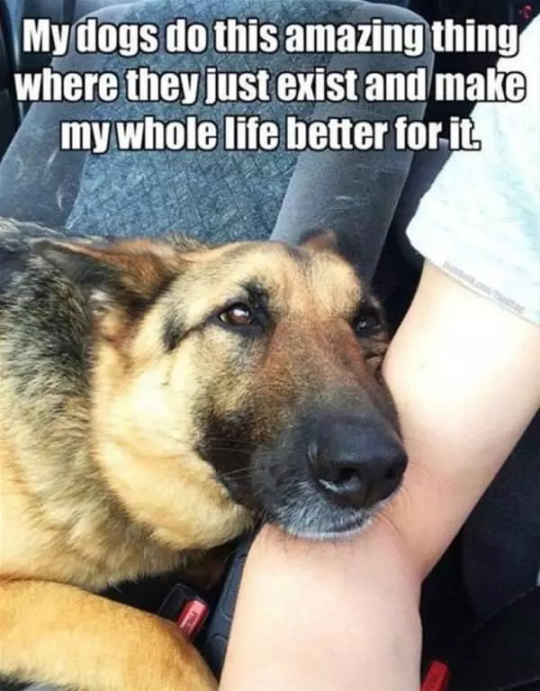 Dogs Are Amazing