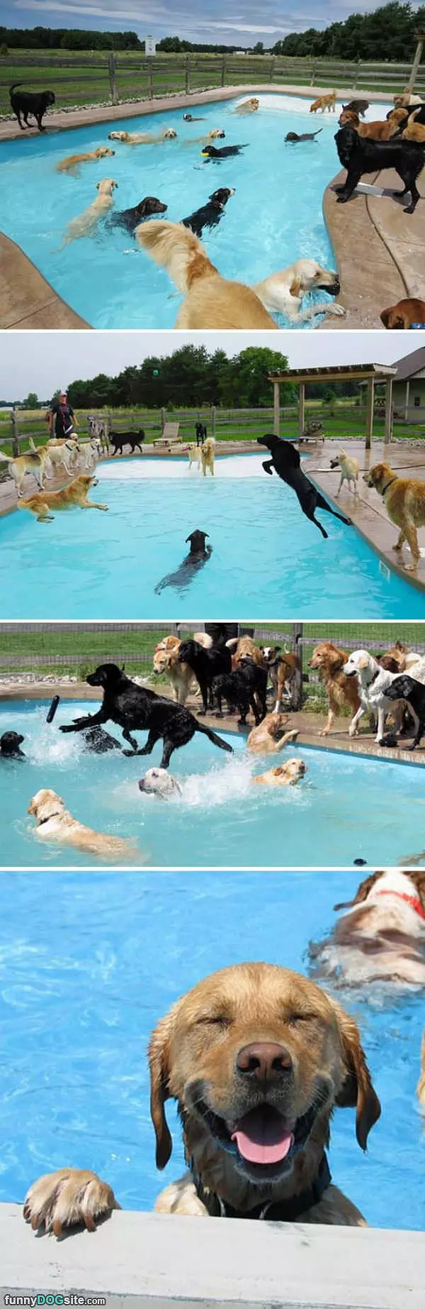 The Dog Pool