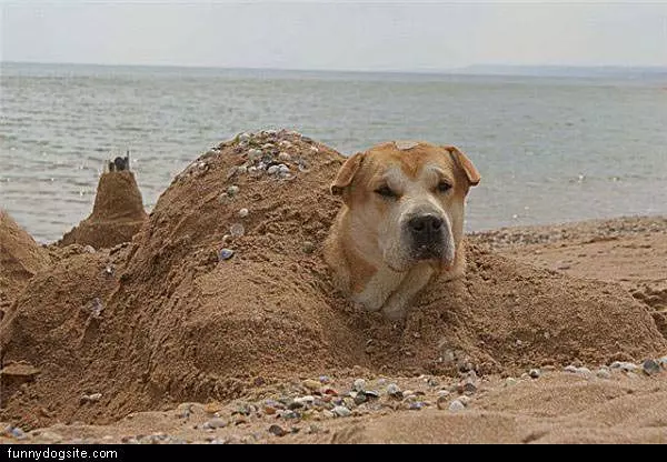 Sand Loving Dog