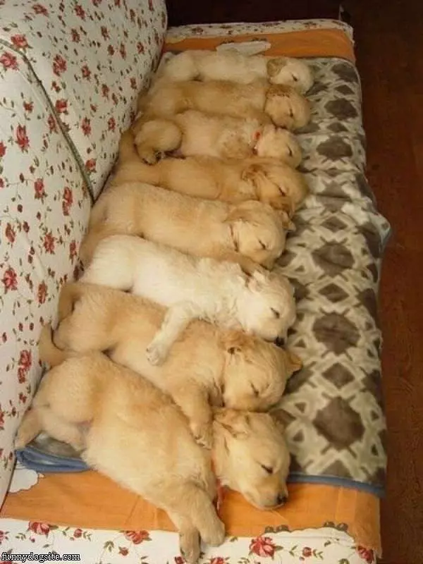 Puppy Couch