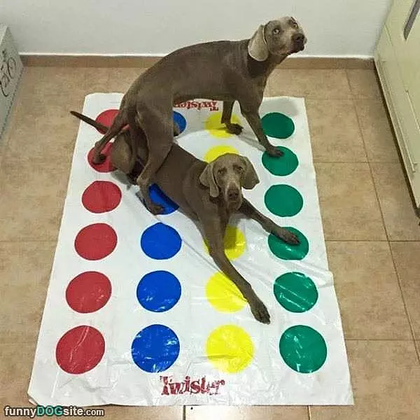 Twister Dogs