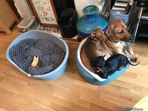 We Like This Bed Better