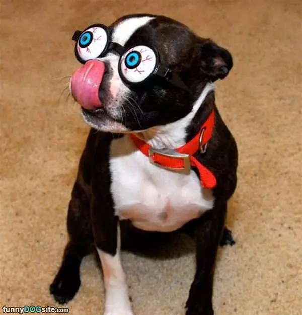 A Really Weird Dog