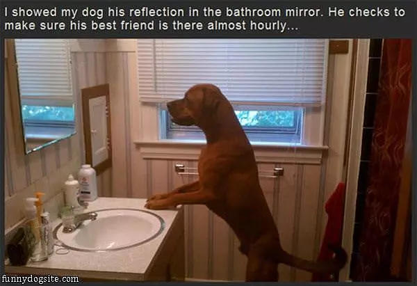 The Mirror Dog