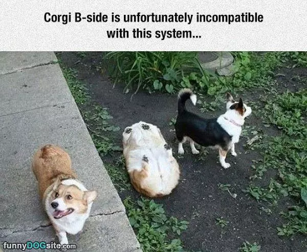 Incompatible Corgi