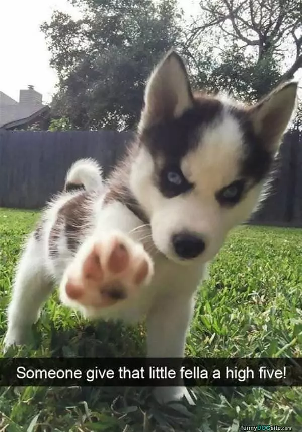 Give Him A High Five