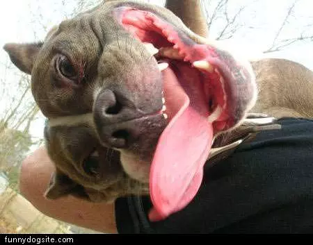 Sideways Tongue Dog