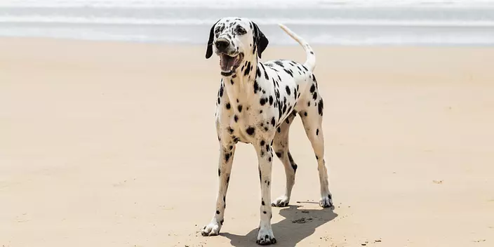 Dalmatian on the beach