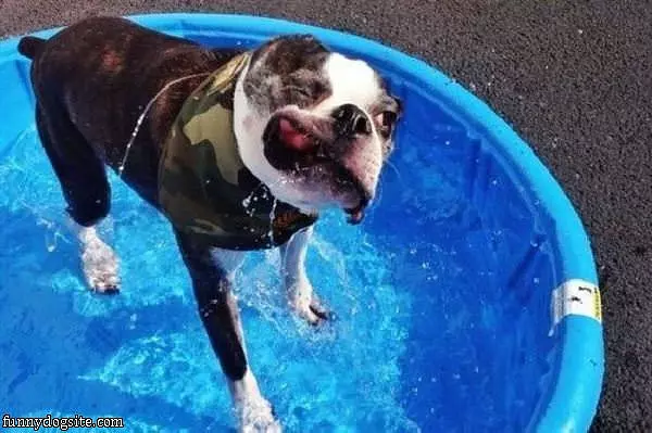 Dog Shaking The Water Off