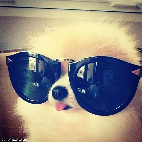 One Cool Puppy